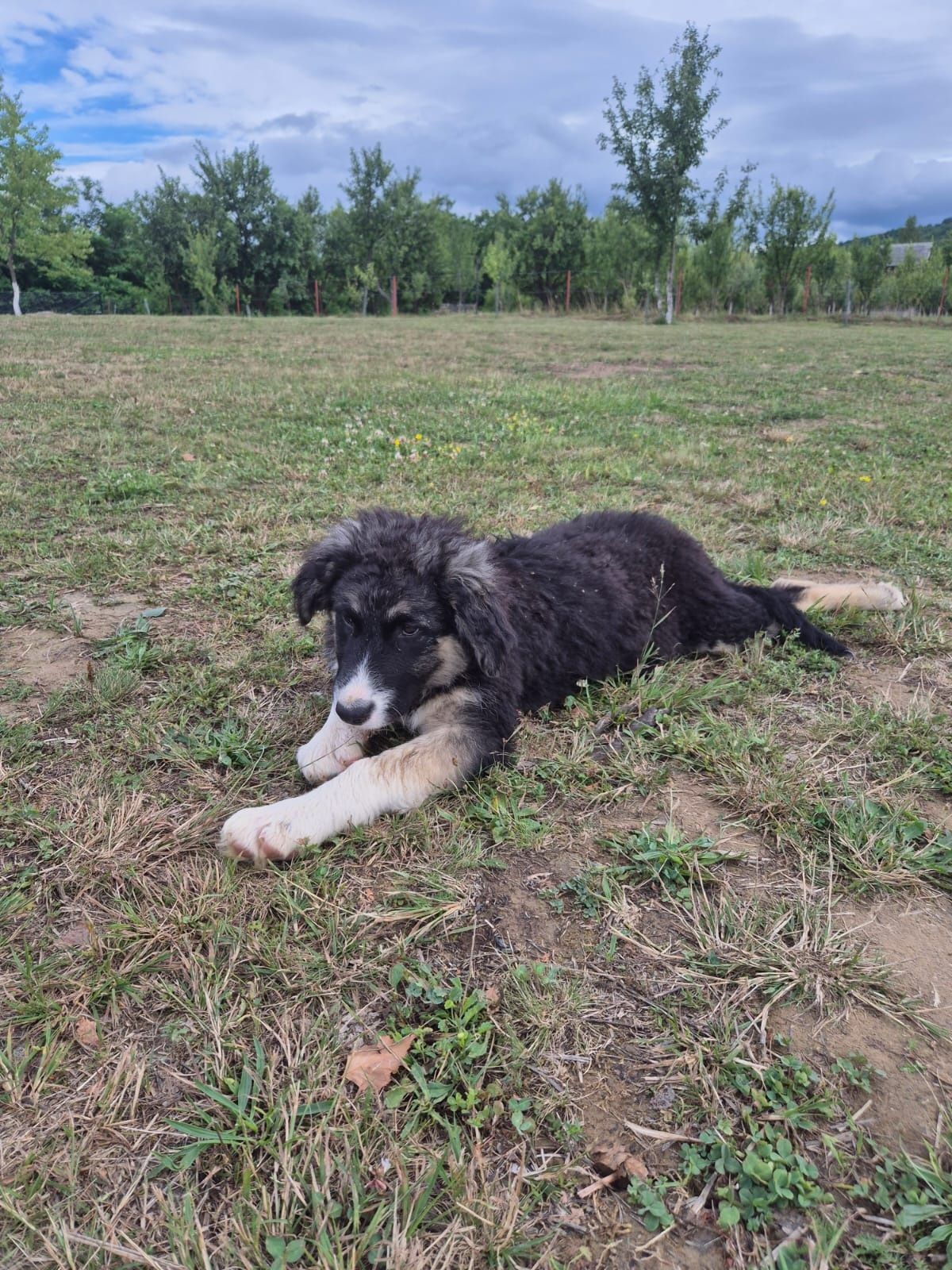 Donez 1 cațel spre adoptie
