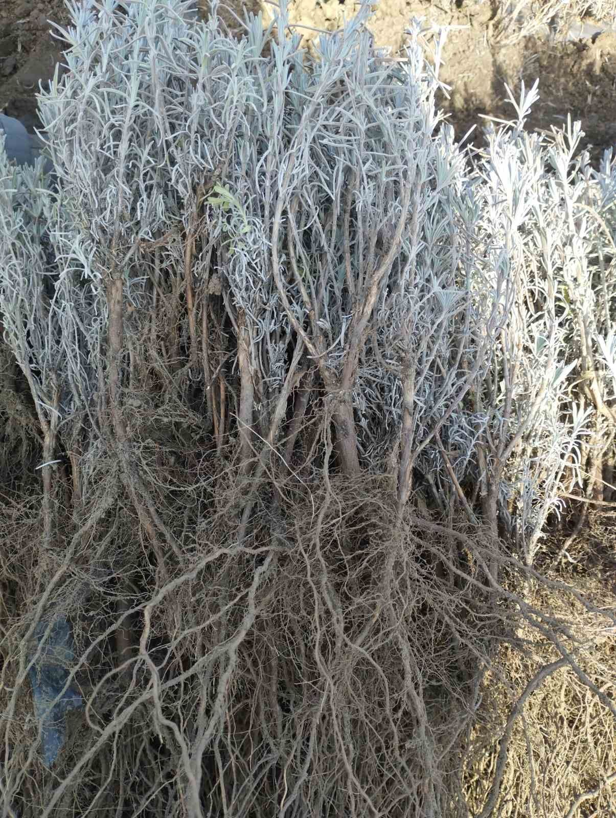 Лавандула разсад - 25 корена