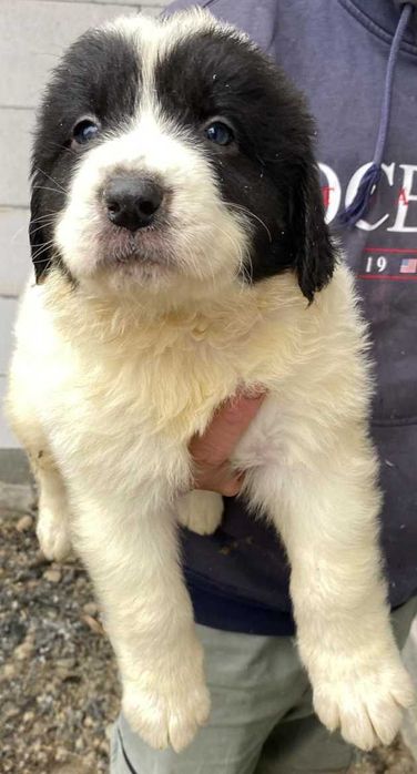 CRB din părinți foarte buni