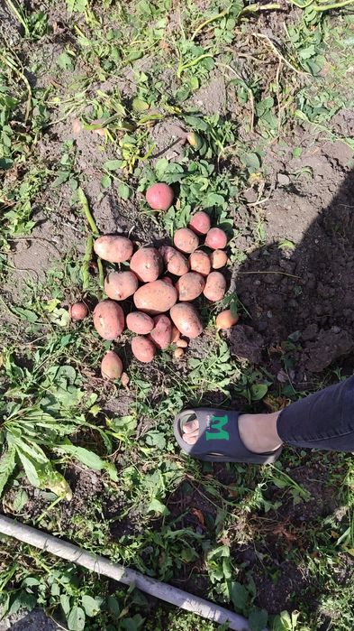 Продам домашний картофель