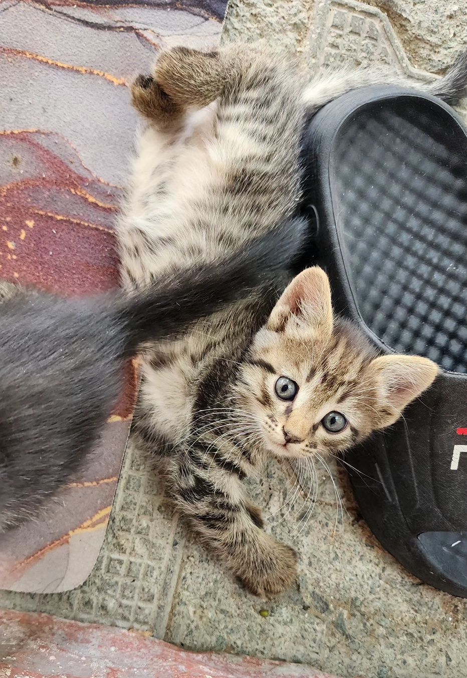 Котята метисы британской породы