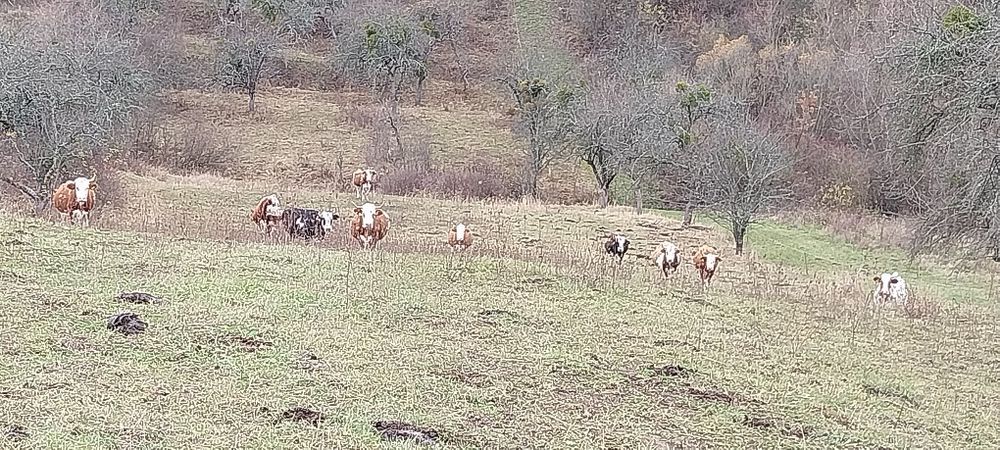 Vaci baltate gestante