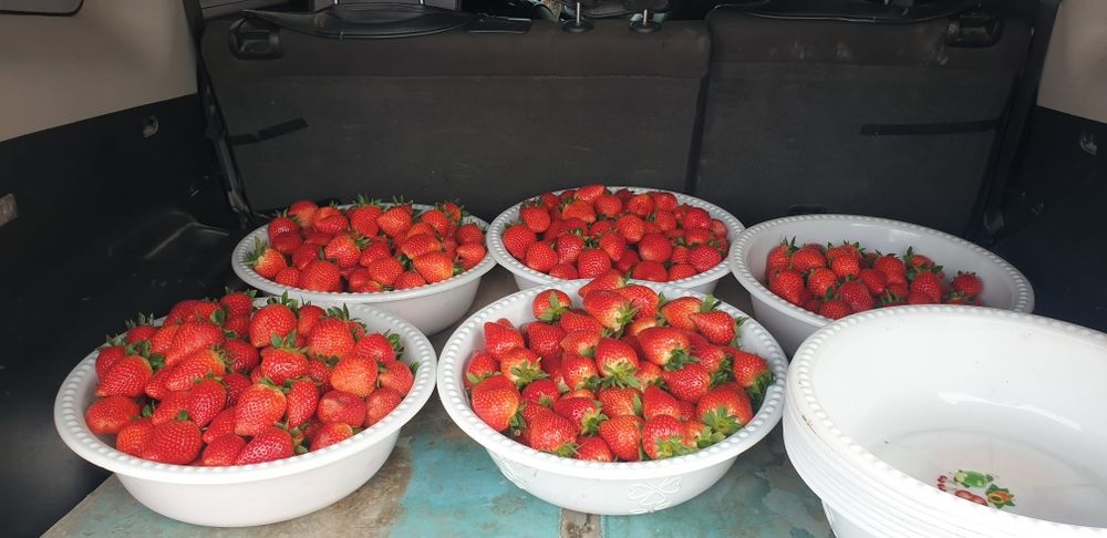 Koreyskiy Kinsberri shirin qulupnay(клубника)