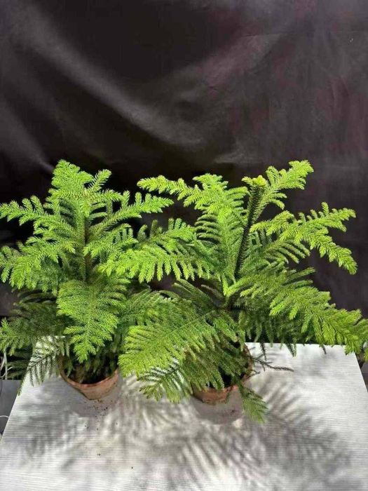 Xona gullari arzon narxlarda