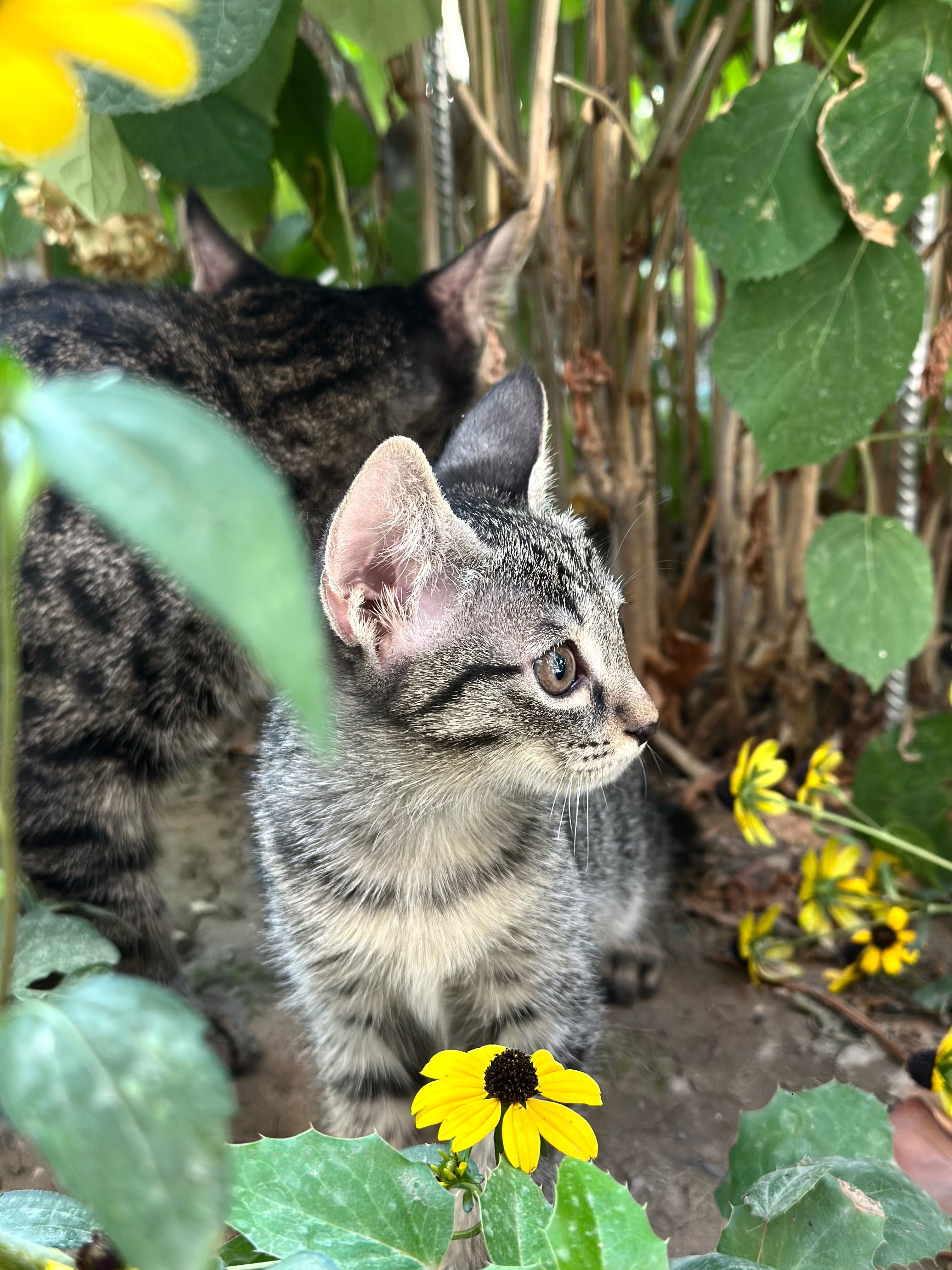 Котенок девочка.