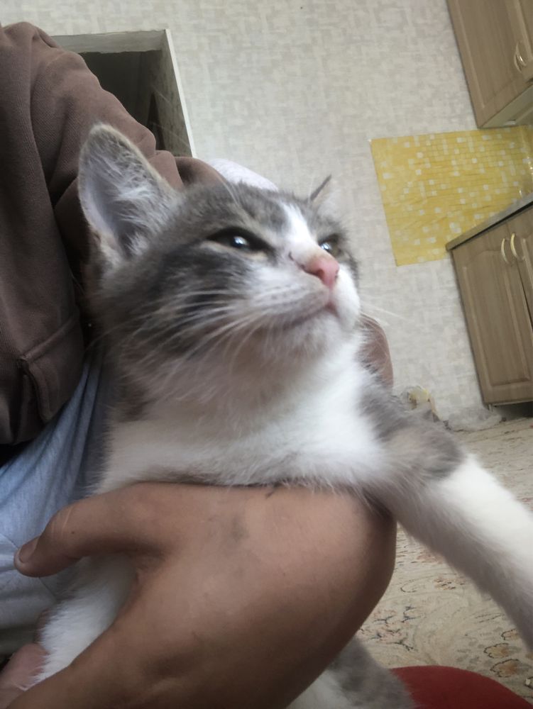 кошка ласковая
