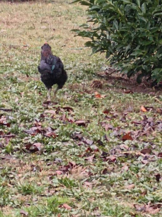 Cocoși Araucana din 2025 de vânzare