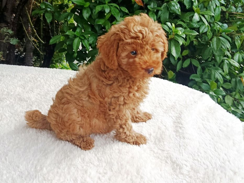 Той Пудел / Toy Poodle