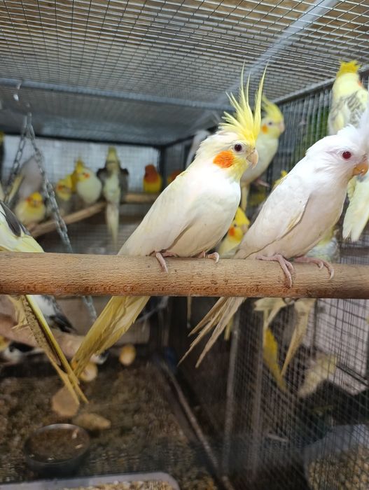 Коледна промоция на папагали