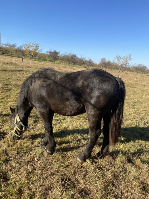 Mânz de vânzare 1 an si 5 luni,cu acte