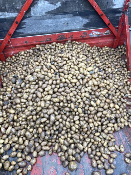 Cartofi pentru animale