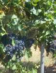 Vând strugur roșii pentru vin. DOC: Merlot.