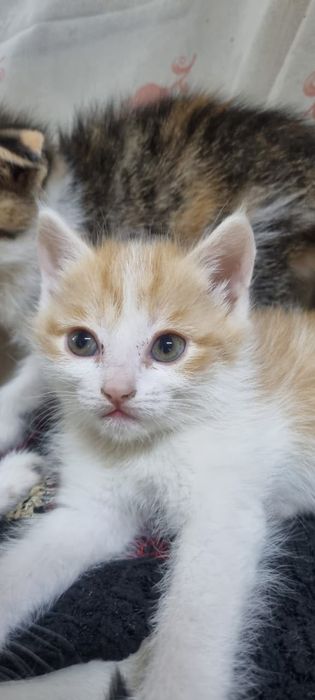 Котенок мальчик, мама вислоухая