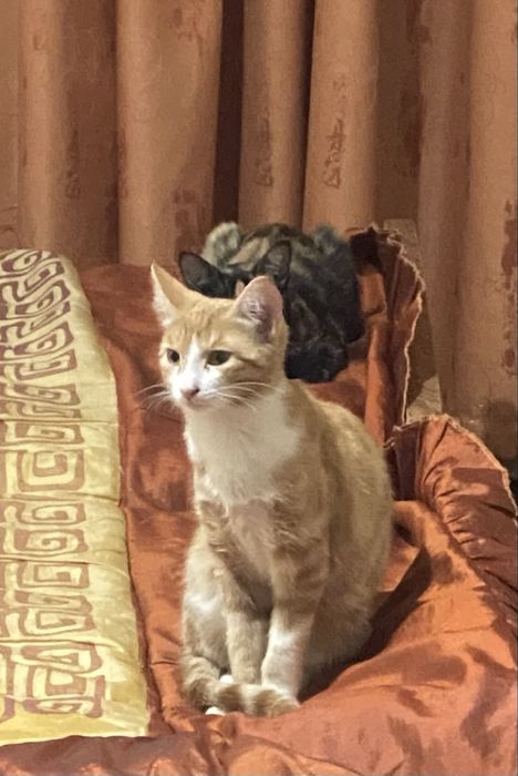 Котята бесплатно