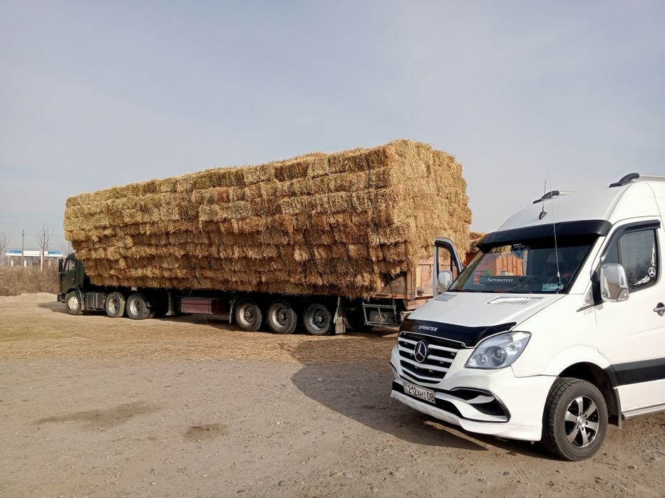 Клевер сено шөп корма