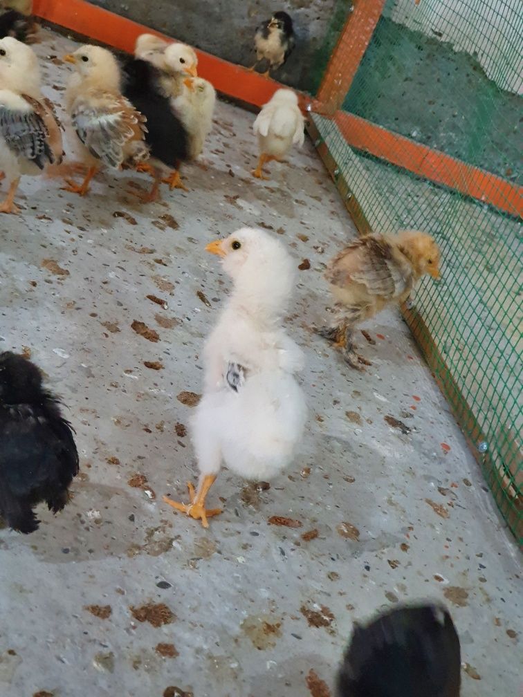 Jujalar Sotiladi Barama,Qarashaxzoda,Vengir