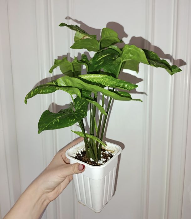 Продаётся сингониум