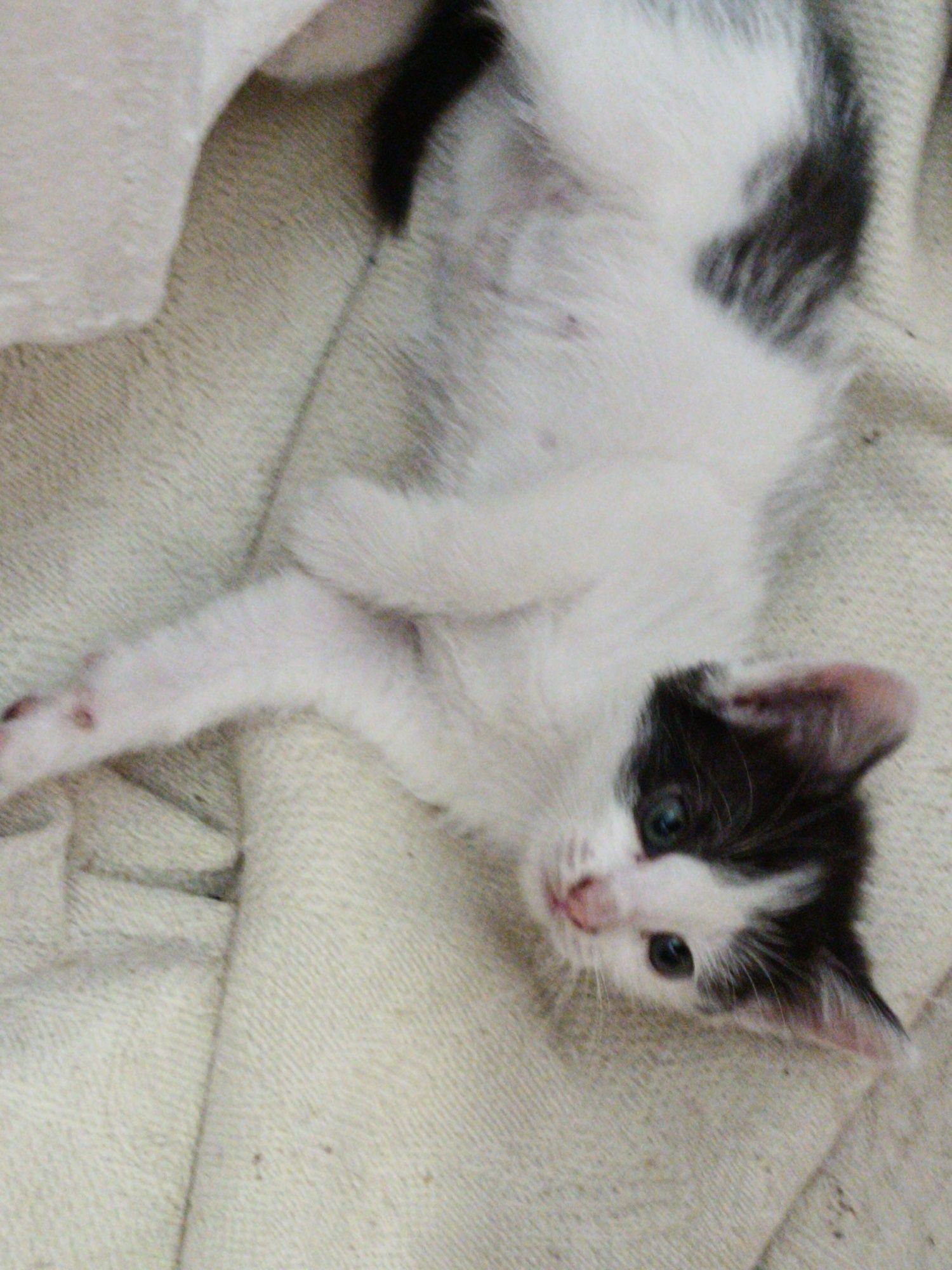 Кошечка крысыловка