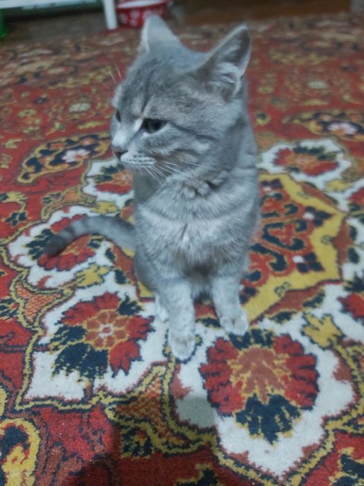 Mushuk sotilmaydi siz aldandingiz