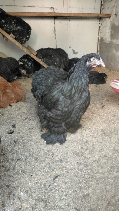 Срочно продам куреи кохинхин