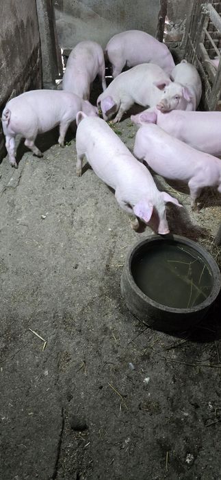 Продавам малки прасета