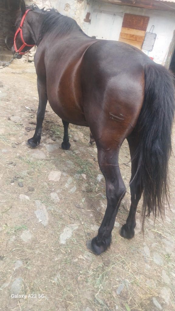 Vand iapa de 6 ani blanda si garantata de ham