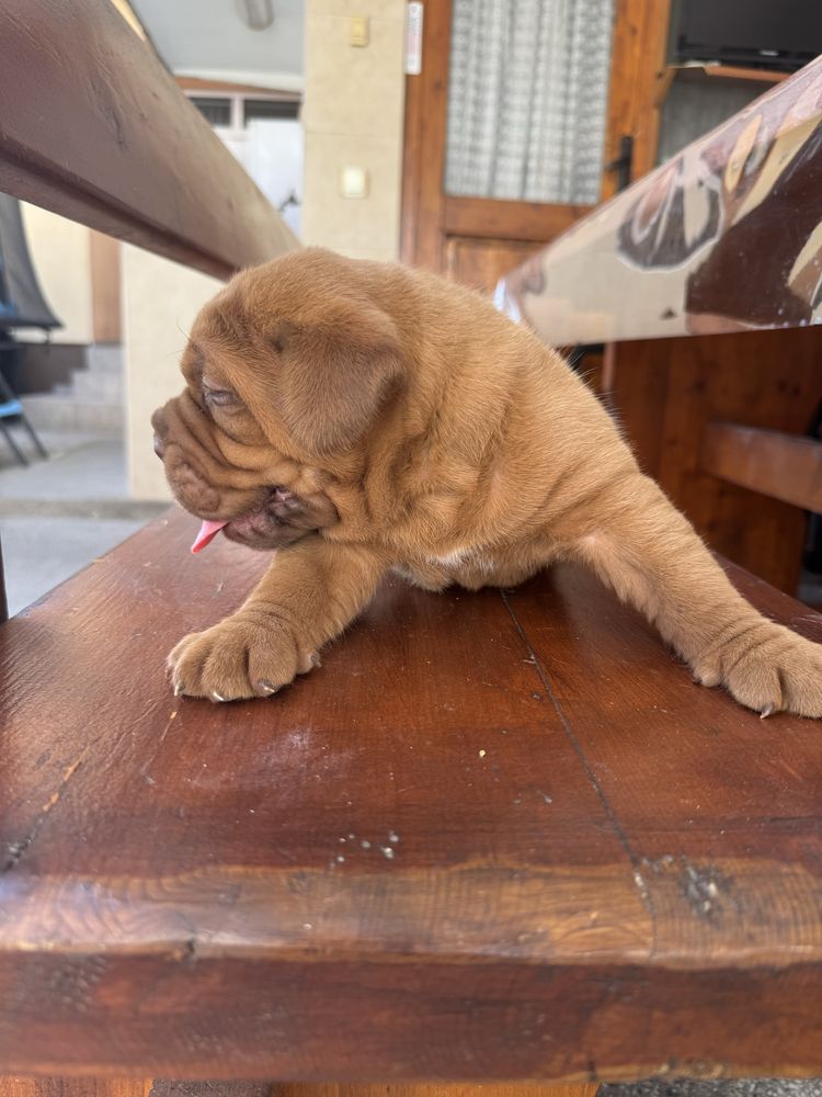 Дог от Бордо / Dogue de bordeaux