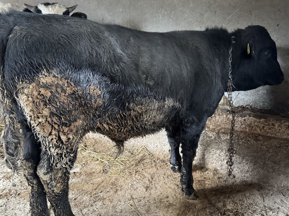 De vanzare tauras angus