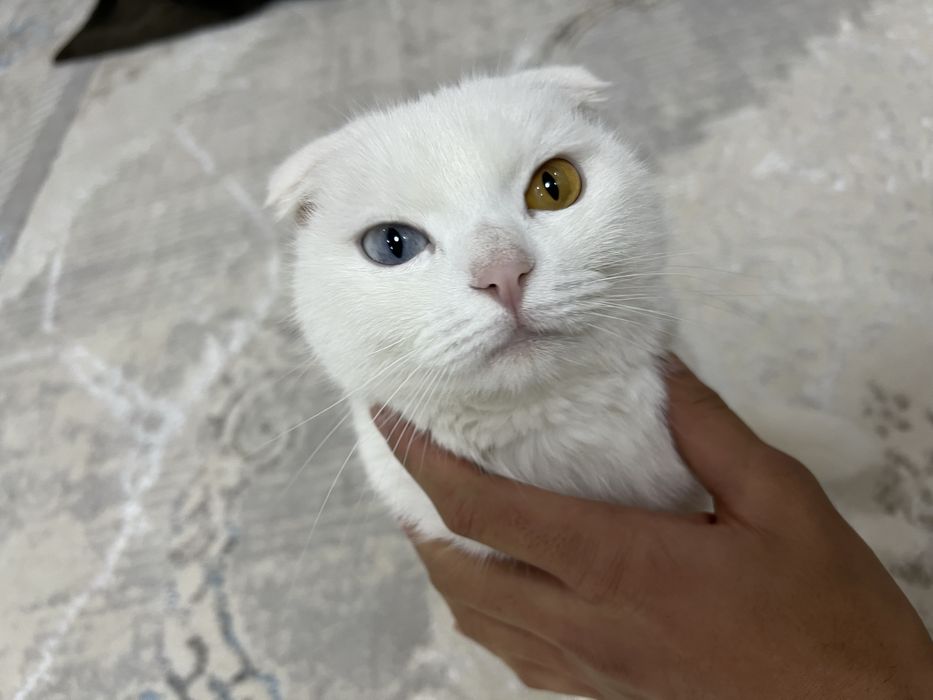 Zoti: Scottish Fold