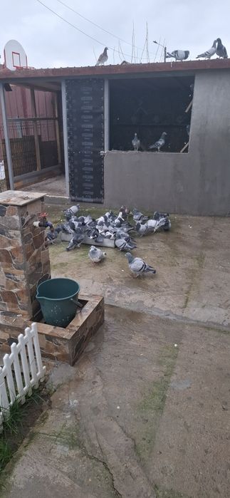 Porumbei voiajori cu rezultate