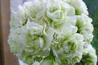 Пеларгония герань цветок Midori buke