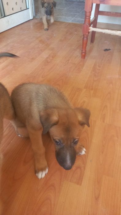 Подаряваме малки и големи кученца