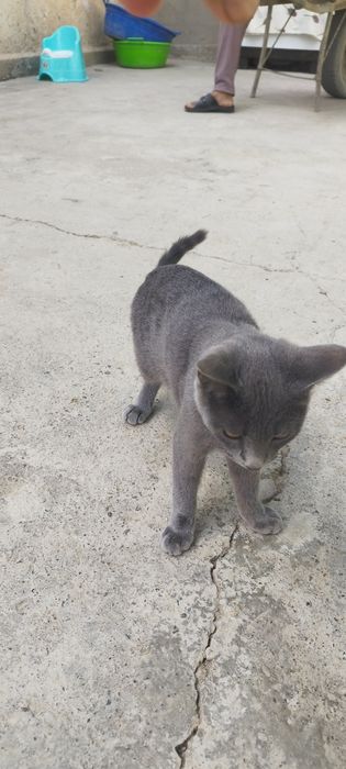 Salom mushuk sotiladi erkak