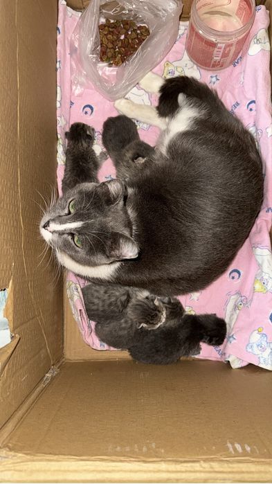 Отдам котят и кошку