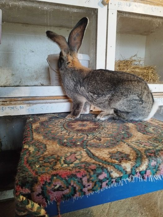 Femela uriaș german