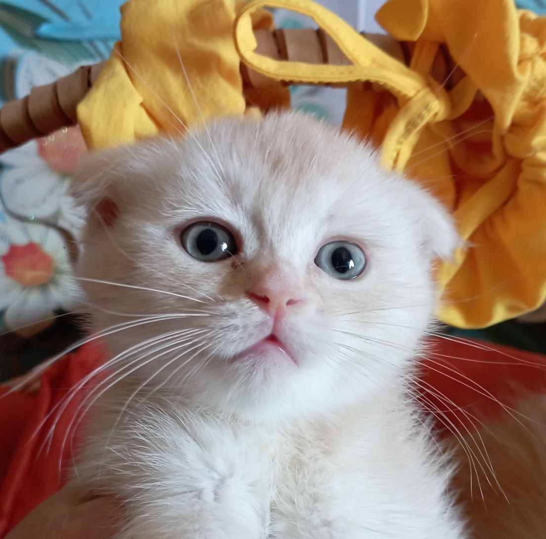Вислоухие котята мальчики 2 мес.