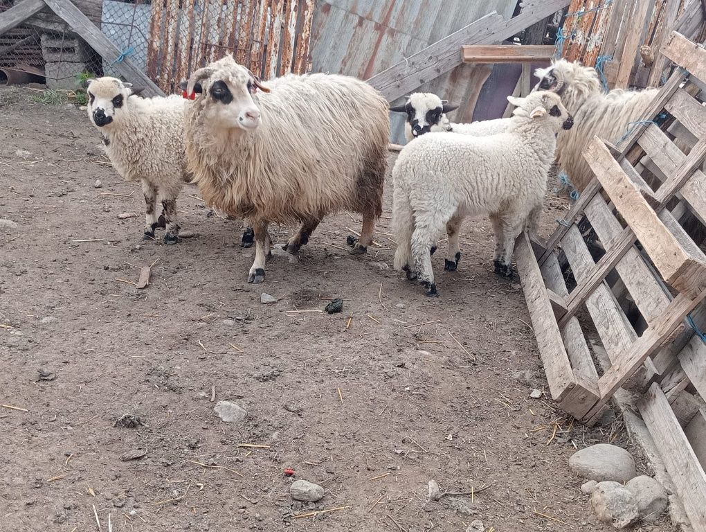 Vând miei și berbecuți