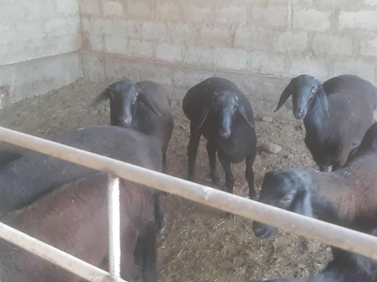 Barra qo'chqorlar