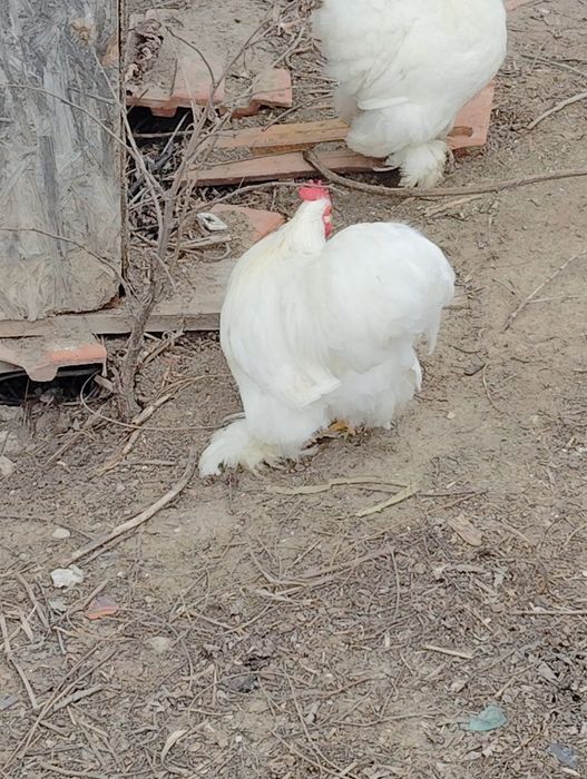 Oua cochinchina pitic