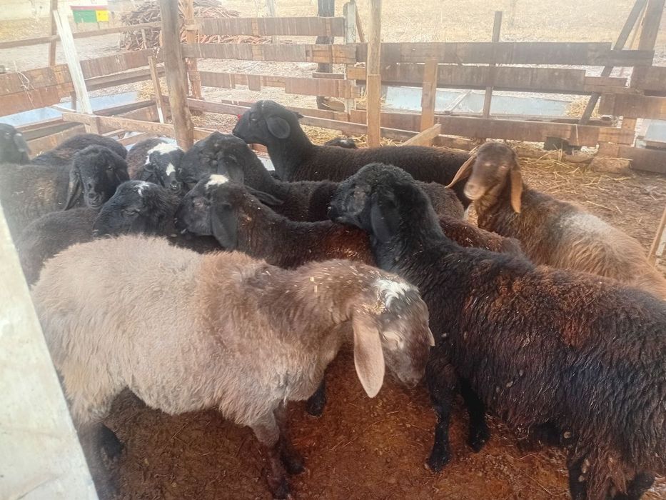 qo'y sotaman uzimniki