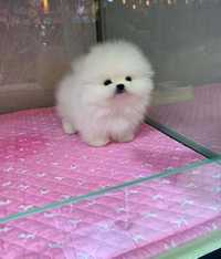 Pomeranian boo teacup