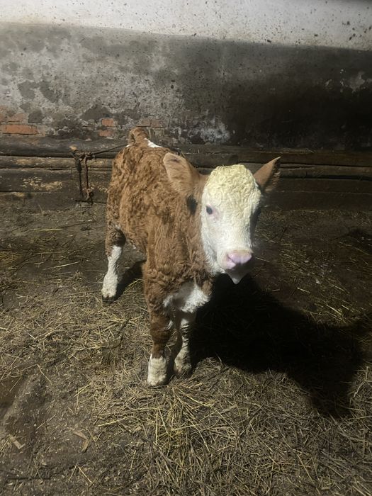 Vand doi vitei de 3 saptamani