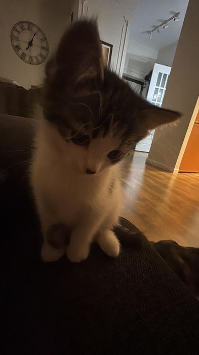 Отдам котенка в хорошие руки