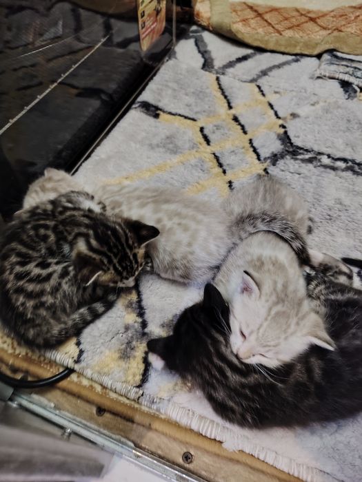 Продаётся Котята