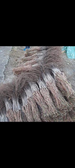 Butasi vita de vie hibrid