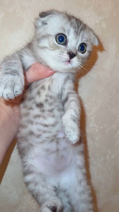 Zottor Mushuk bollari