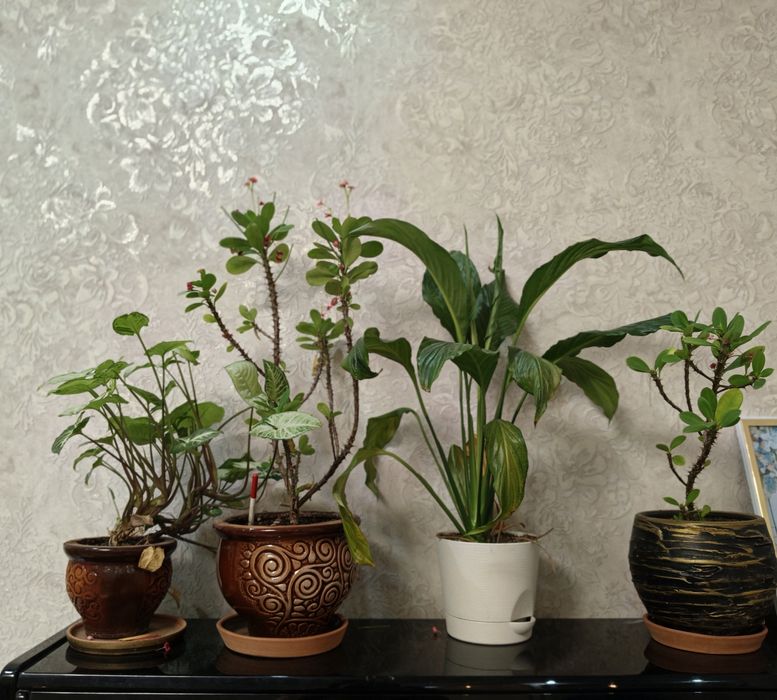 Продам цветы недорого