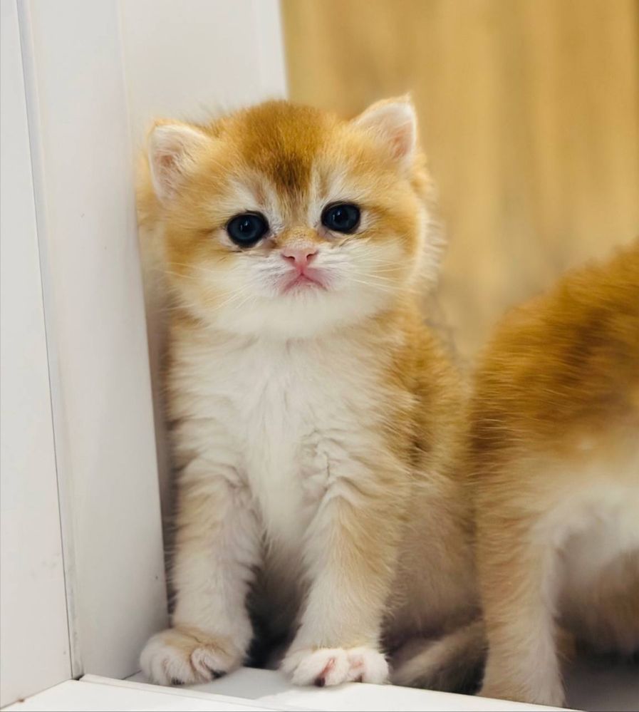 Кот на  вязку привазной кот  на вязку