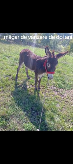Vând un măgăruș ..