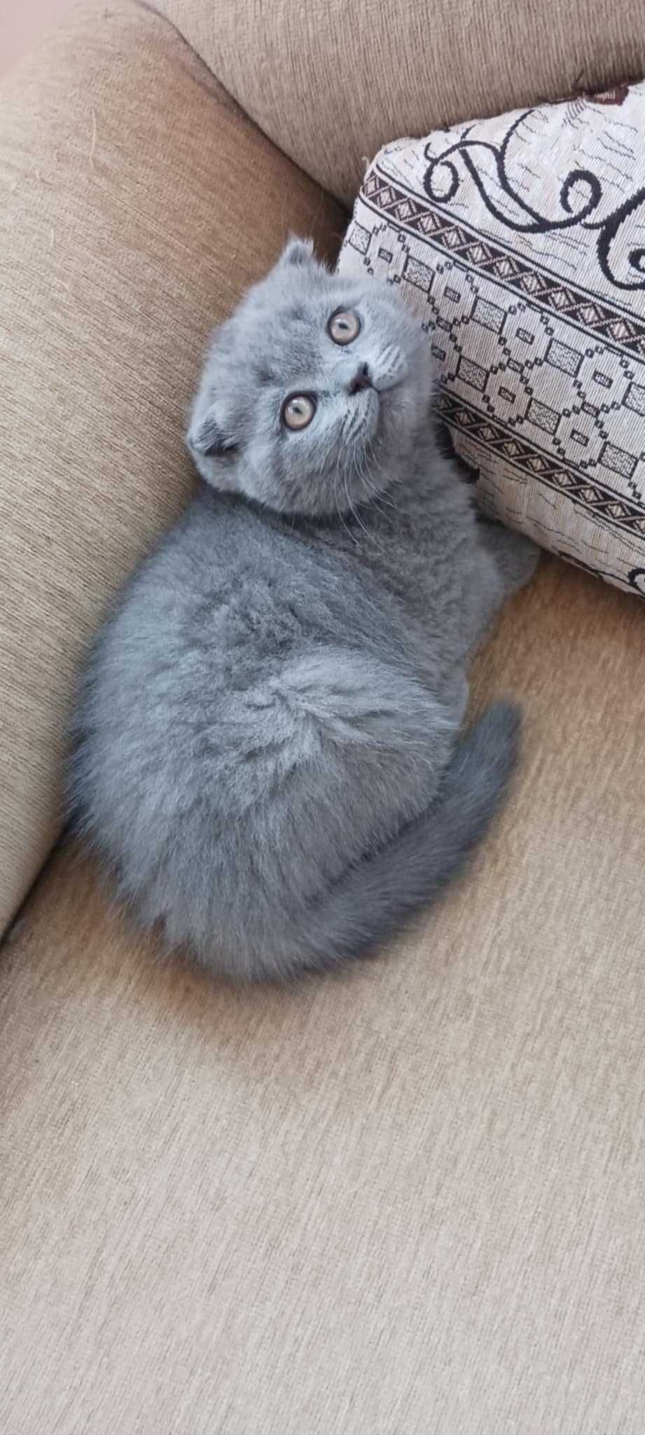 Британски котета